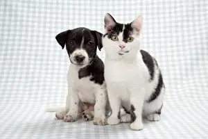 Personalized Pet Art Prints Drucke: Kitten and puppy
