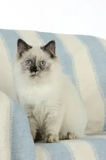 Domestic Cat Sitting Drucke: KITTEN sitting