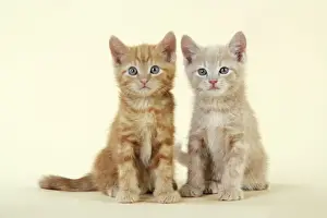 Ginger Kittens Drucke: KITTENS. ( ginger )