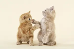 Ginger Kittens Drucke: KITTENS. ( ginger ) playing