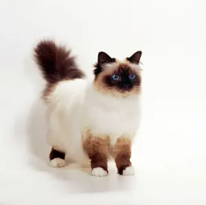 Burmesischer Seehundkatze