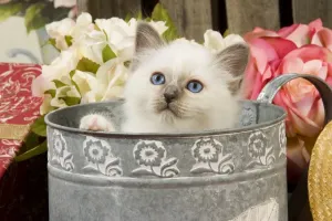 Pet Photography Art Drucke: Cat - Birman kitten