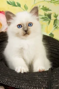 Birman Kitten Drucke: Cat - Birman kitten in hat