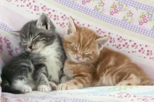 Kätzchen Drucke: Katze - Gelb und Grau Mähnen Katzenkitten schlafen