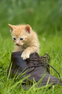 Funny Cat Pictures Online Drucke: Cat - ginger kitten in boot