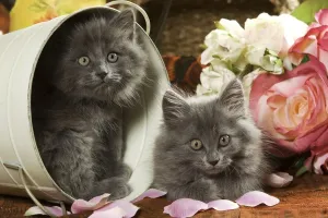 Pet Photography Art Drucke: Cat - two Grey Kittens