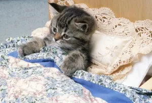 Kätzchen Drucke: Katze - Katzenkitten im Bett