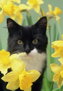 Kätzchen Drucke: Katze - Katzenkitten im Tulpenfeld