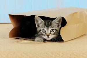 Kätzchen Drucke: Katze, Katzenkiste aus Pappe