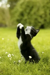 Kätzchen Drucke: Katze Katzenkind spielt im Gras