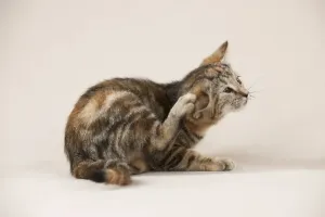 Domestic Cat Behaviour Drucke: CAT - Kitten scratching itself