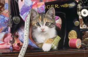 Kätzchen Drucke: Katze - Katzenkiste mit Nähmaschine