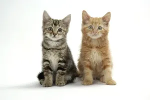 Domestic Cat Portraits Drucke: Cat - Two kittens