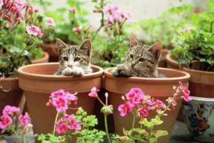 Kätzchen Drucke: Katze - Katzenkittchen in Blumenkübeln mit Geranien