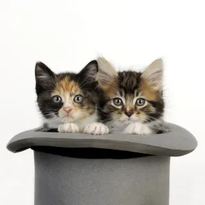White Background Cat Images Drucke: Cat. Kittens in top hat