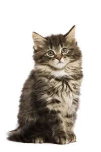 Kätzchen Drucke: Katze - norwegischer Waldkatzenkitten im Studio
