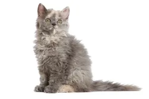 Kätzchen Drucke: Katze - Selkirk-Rex-Katzenwelp im Studio