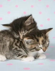 Kätzchen Drucke: Katze - zwei schlafende Kätzchen