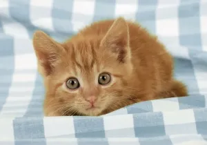 Kätzchen Drucke: Zimmerkatze mit blauem Plaid Digitale Veränderung: Änderung der Überprüfung von grün auf blau