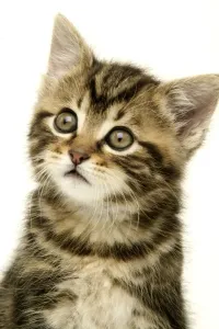 Feline Portraits Drucke: Kitten
