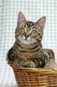 Feline Art Prints Drucke: Kitten in a basket