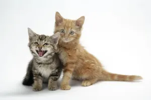 Pet Photography Art Drucke: Two kittens
