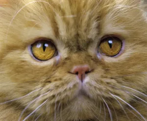 Limited Edition Animal Art Drucke: Persian Cat