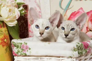 Kätzchen Drucke: Siamesis Katzen