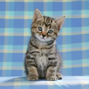 Kätzchen Drucke: Katze Tabby - Kätzchen auf blauem Checkmaterial