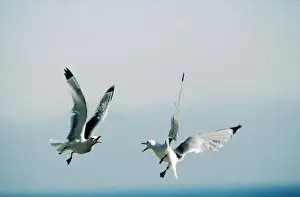 Wildlife Birds Photography Drucke: Kittiwakes