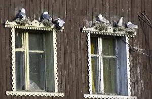 Katzenwürger nisten auf Fensterbrett Spitzbergen