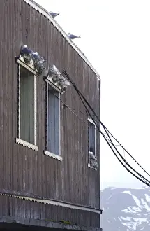 Bird Photography Prints For Sale Drucke: Kittiwakes Nesting on window ledges Spitzbergen