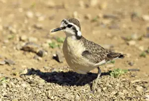 Waders In Nature Drucke: Kittlitz's Plover
