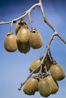Tropical Fruits Photography Drucke: Kiwi Fruit