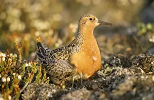 Calidris Canutus Images Drucke: Knot - Greenland