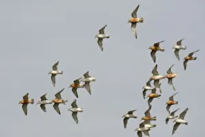 Calidris Canutus Species Drucke: Knot - Small flock flying round, Summer and Juvenile plumage - July - North Norfolk - UK