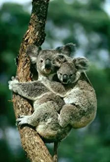 Drucke von JPF-323 KOALABaby mit BabyPhascolarctos cinereusJean-Paul-FerreroBitte beachten Sie, dass Drucke nur für persönliche Anzeigezwecke gedacht sind und nicht reproduziert werden dürfen Koala Drucke: Kakadu mit Babys