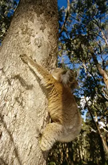 Koalas In Their Natural Habitat Drucke: Koala - controlled situation, climbing eucalyptus