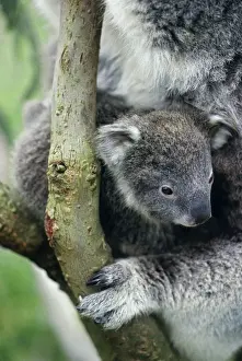 John Cancalosi Photographer Drucke: Koala - cub Australia