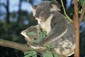 Jean Paul Ferrero Photography Drucke: Koala - parent & young