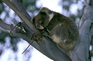 Koalas In Their Natural Habitat Drucke: Koala - Sleeping in fork of tree - Kangaroo Island, South Australia JPF40994