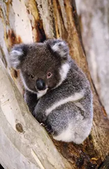 Drucke von JPF-12861 Koala - im Baum Australien Phascolarctos cinereus Jean Paul Ferrero Bitte beachten Sie, dass die Drucke nur für persönliche Anzeigezwecke gedacht sind und nicht reproduziert werden dürfen Koala Drucke: Kakadu - im Baum