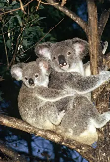 Phascolarctos Cinereus Images Drucke: Koala - in tree with baby