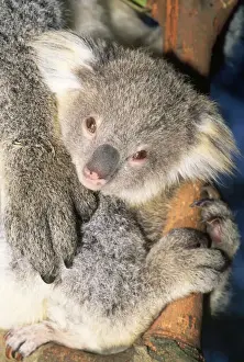 Jean Paul Ferrero Art Drucke: Koala - young