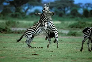 Zebras In Nature Drucke: LA-946
