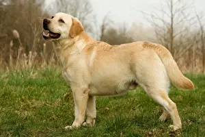 Ardea Wildlife Pets Environment Art Drucke: Labrador