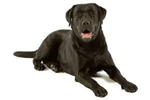 Jean Michel Labat Artwork Drucke: Labrador - black