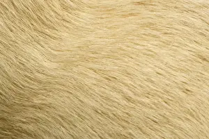 Labrador Breed Pictures Drucke: Labrador - close-up of coat