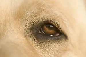 Personal Use Dog Prints Drucke: Labrador - close-up of eye