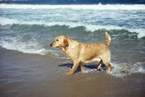 Labrador Dog Breeds Drucke: Labrador Dog